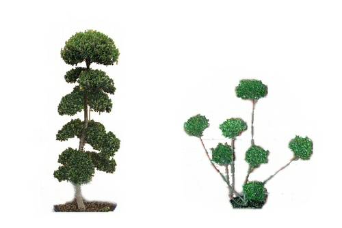 Kiefer Pinus schneiden