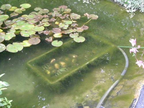 37+ Teichmuscheln Im Teich Einsetzen, Zu den großen teichmuscheln