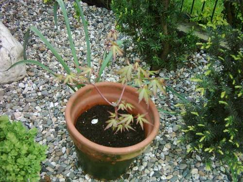 Abgemooste Bonsai