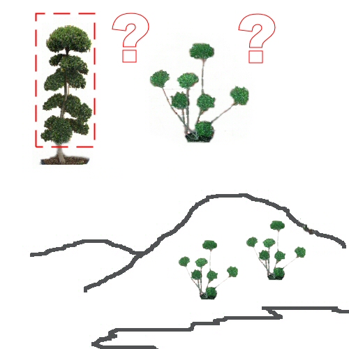 Kiefer Pinus Bonsai richtig schneiden
