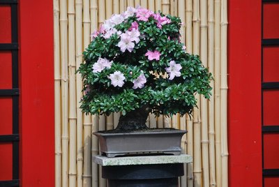 Bonsai 056.jpg