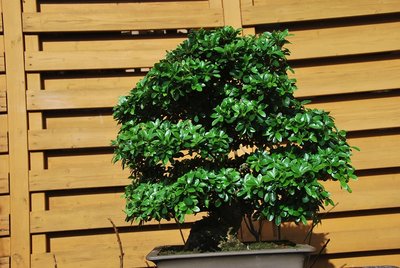 Bonsai 003.jpg