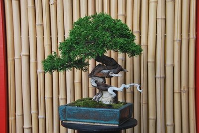 Bonsai 001.jpg