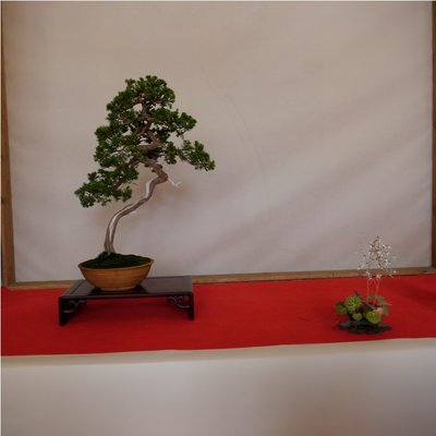 Arco - Bonsai 131 (2).jpg