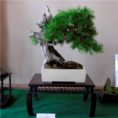 Arco - Bonsai 132 (2).jpg