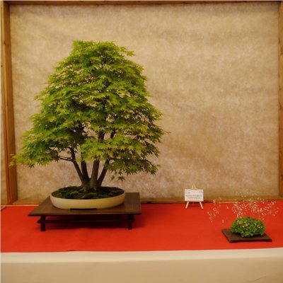 Arco - Bonsai 136 (2).jpg