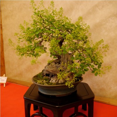 Arco - Bonsai 138 (2).jpg