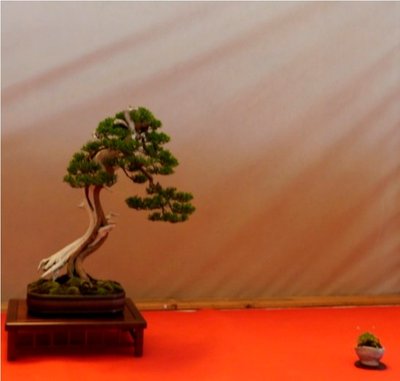 Arco - Bonsai 139 (2).jpg