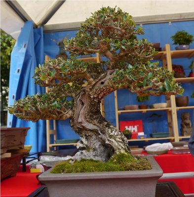 Arco - Bonsai 184 (2).jpg