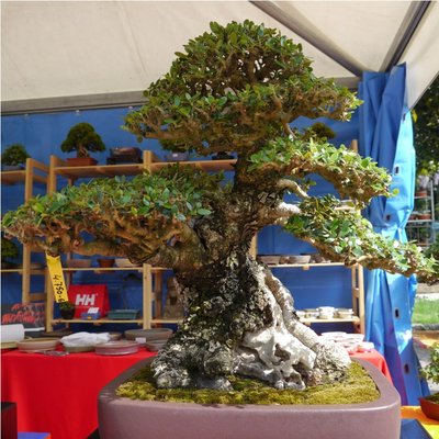 Arco - Bonsai 185 (2).jpg