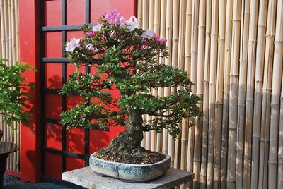 Bonsai 13.05.2013 007.JPG