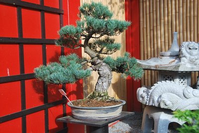 Bonsai 13.05.2013 002.JPG