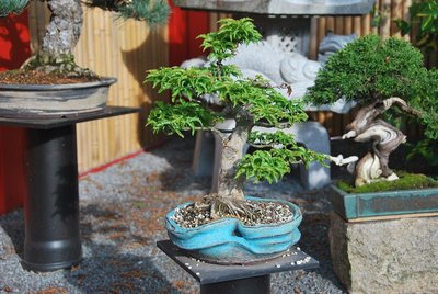 Bonsai 13.05.2013 003.JPG