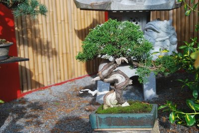 Bonsai 13.05.2013 004.JPG