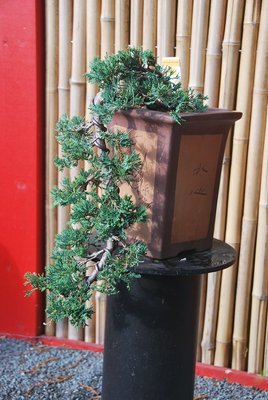 Bonsai 13.05.2013 005.JPG