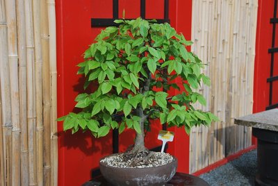 Bonsai 13.05.2013 001.JPG