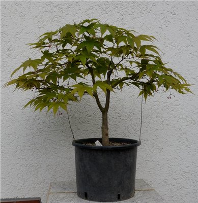 Bonsai 035.JPG