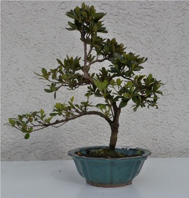 Bonsai 036.JPG