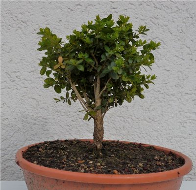 Bonsai 037.JPG