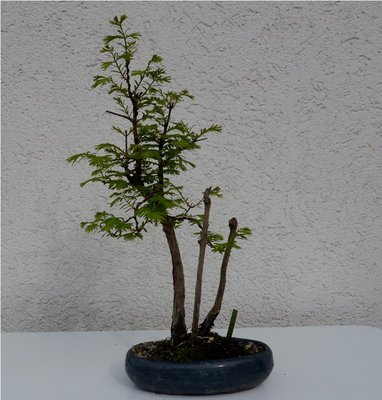 Bonsai 038.JPG