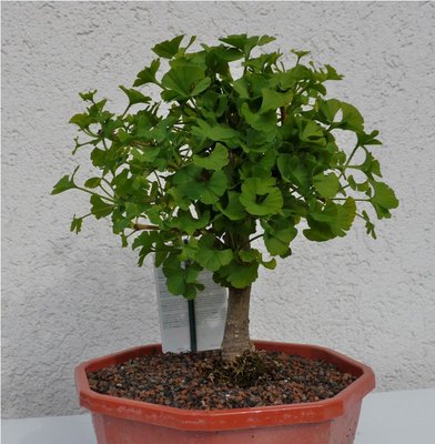 Bonsai 039.JPG