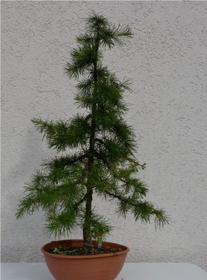 Bonsai 040.JPG