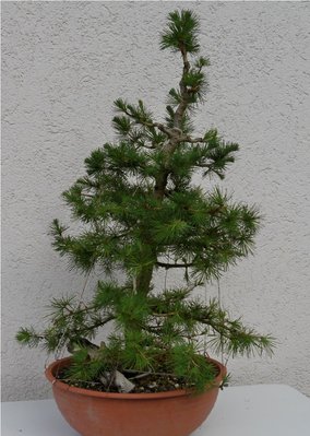 Bonsai 042.JPG