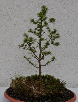 Bonsai 043.JPG