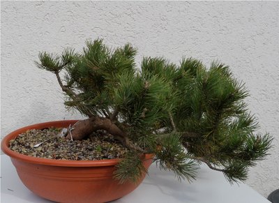 Bonsai 045.JPG