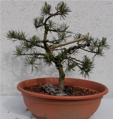 Bonsai 052.JPG