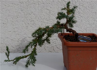 Bonsai 048.JPG