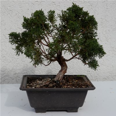 Bonsai 047.JPG