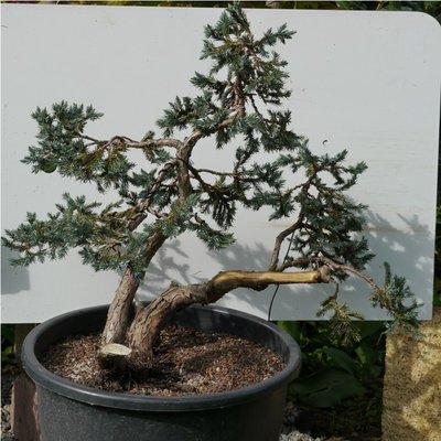 Bonsai 057.JPG