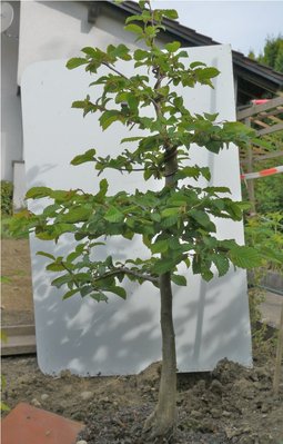 Bonsai 063.JPG