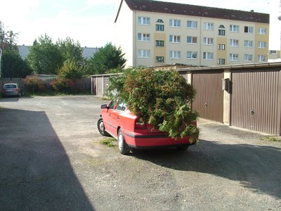 Thuja2610.jpg