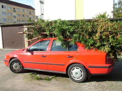 Thuja2611.jpg