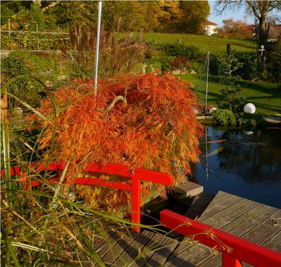 Herbstimpressionen 002.jpg