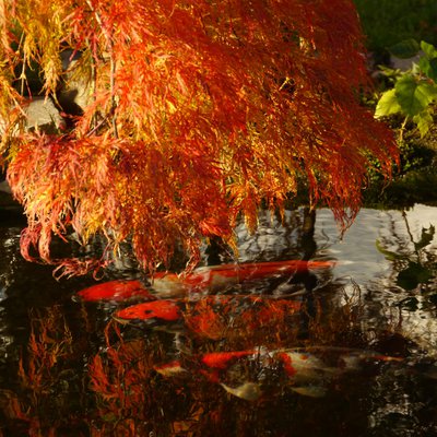 Herbstimpressionen 004.jpg