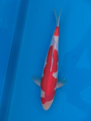 Angebot - Kohaku - Nisai - 47cm.jpg