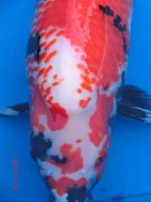 Kanoko-Showa - Isa - Nisai - 67cm - 18.01.2014 - 04.jpg