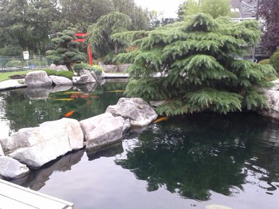 2014-07-31 Koi Breeder 006 - Kopie.jpg