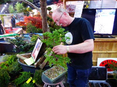 Bonsai0746.jpg