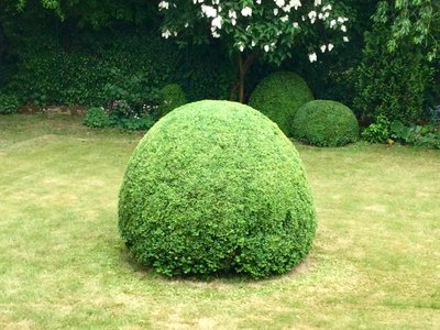 Buxus.jpg