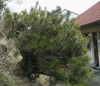 Pinus mugo 2.jpg