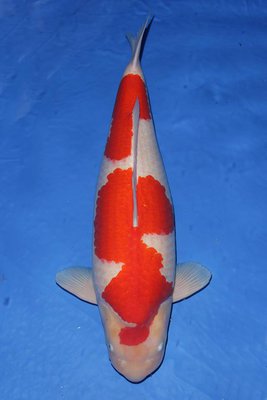 GC Nagaoka Koi Show.jpg