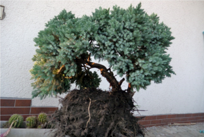 Juniperus Vorgarten Yamadori.png