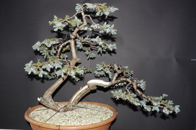 Juniperus Feb 2016 k.jpg