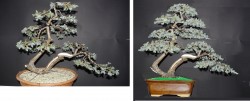 Juniperus%20Feb%202016%20k[2].jpg