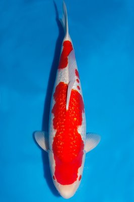 GinrinKohaku Female -56cm.jpg