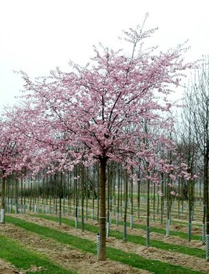 Prunus_Accolade.JPG